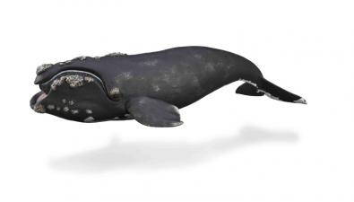 Right Whale - oceans