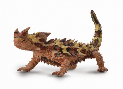 Thorny Dragon  - reptiles-and-amphibians