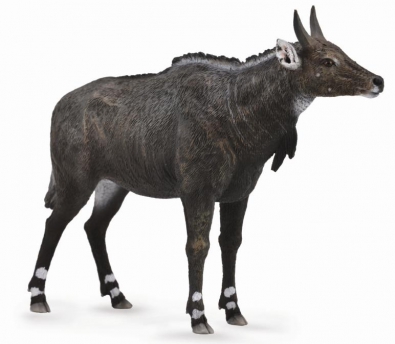 Nilgai - 88764