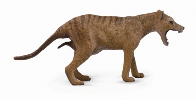 Thylacine (Tasmanian Tiger)-Female  - asia-and-australasia