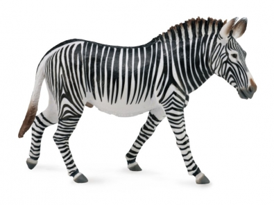 Grevy's Zebra  - africa