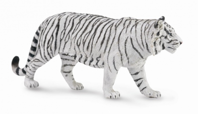 White Tiger - asia-and-australasia