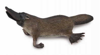 Platypus - 88795