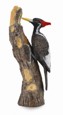 Ivory-Billed Woodpecker  - 88802