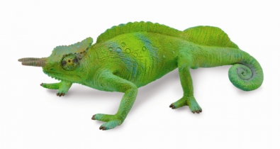 Cameroon Sailfin Chameleon - 88805