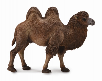 Bactrian Camel - asia-and-australasia