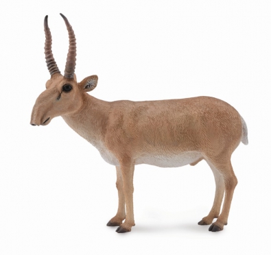 Antilope saiga - asia-and-australasia