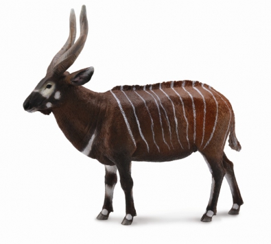 Bongo (Tragelaphus eurycerus)