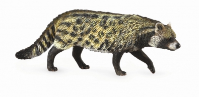 African Civet - africa