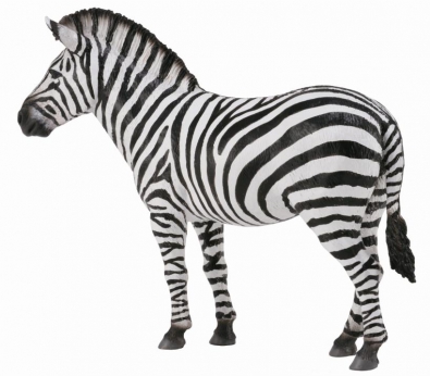 Common Zebra  - africa