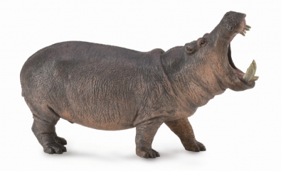 Hippopotamus  - africa