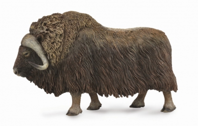 Musk Ox