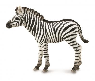 Zebra Foal 