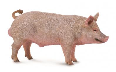 公猪 - farm-life
