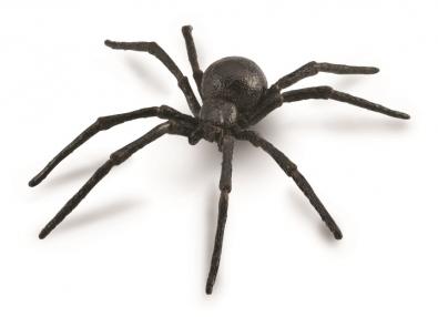 Black Widow Spider - insects-and-spiders