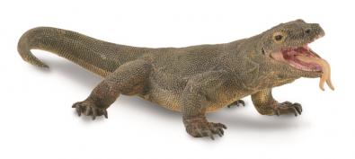 Komodo Dragon - asia-and-australasia