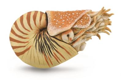 Nautilus pompilius - 88907