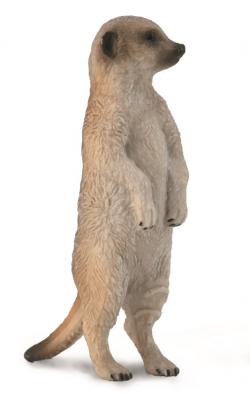 Meerkat - africa