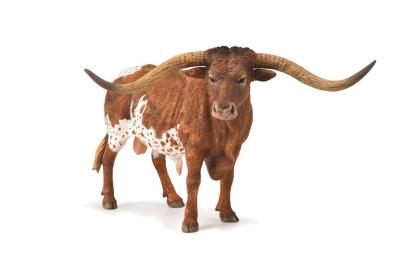 Texas Longhorn Bull - farm-life