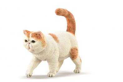 Exotic Shorthair - cats-and-dogs