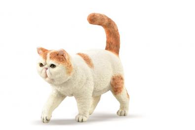 Exotic Shorthair - 88937