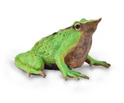 Darwin's Frog - reptiles-and-amphibians