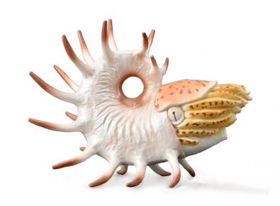 空脊鹦鹉螺