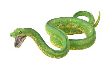 Green Tree Python - asia-and-australasia