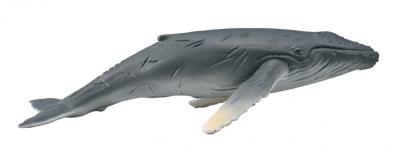Cría de ballena jorobada - oceans