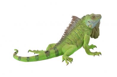 Iguana verde - reptiles-and-amphibians