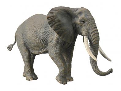 African Bush Elephant - 88966