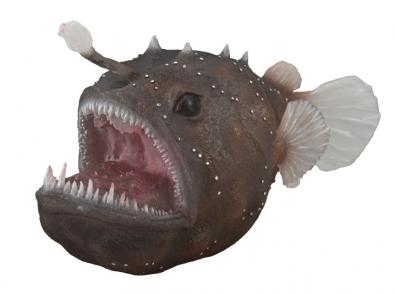 Anglerfish - oceans