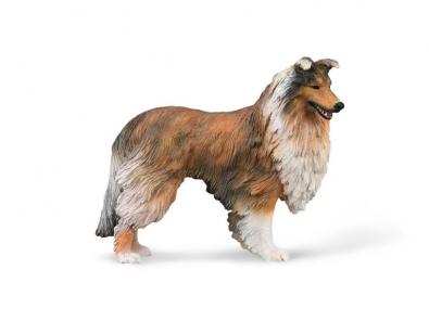 Rough Collie  - cats-and-dogs