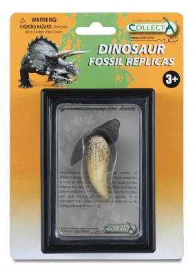 Tooth of Tyrannosaurus Rex Box Set - 89281