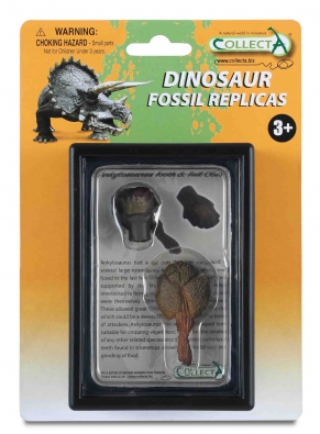 Diente y Cola de Ankylosaurus - box-sets