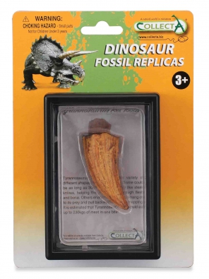 Side Tooth of Tyrannosaurus Rex - 89358